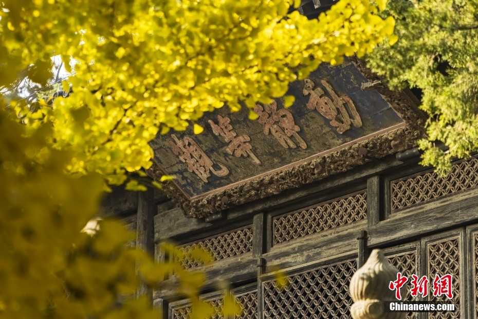 秋色正濃 北京大覺(jué)寺千年銀杏已至最佳觀賞期